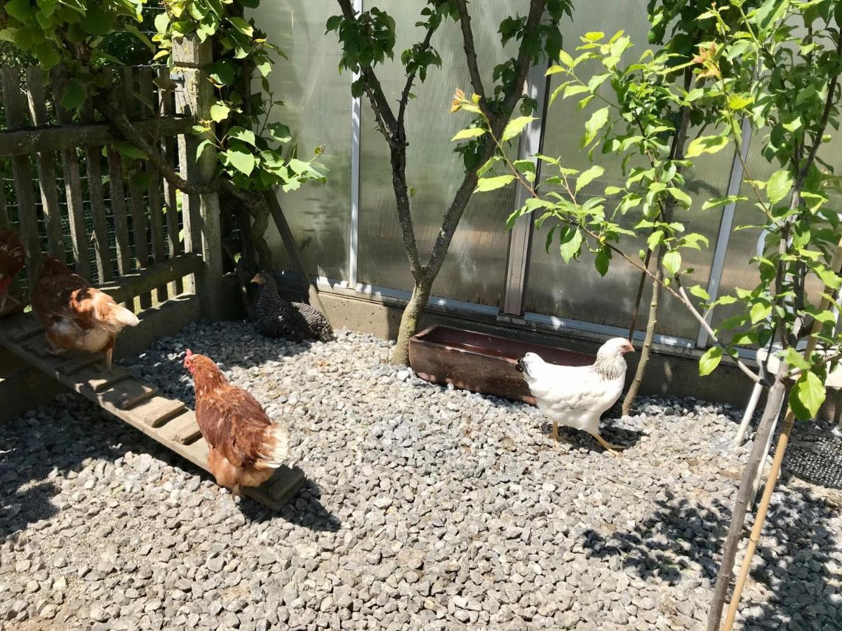 Ferienwohnung Draexl Garten Und Bergblick Nußdorf am Inn المظهر الخارجي الصورة